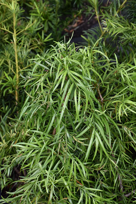 Weeping Podocarpus Afrocarpus Gracilior In New Smyrna Beach Florida