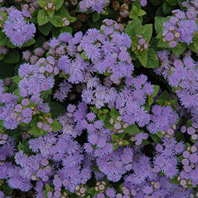 Plant Photo 1