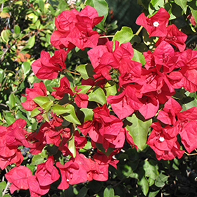 Plant Photo 10