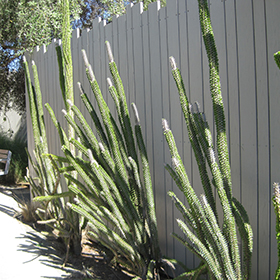 Plant Photo 8
