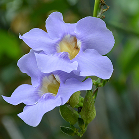 Plant Photo 10