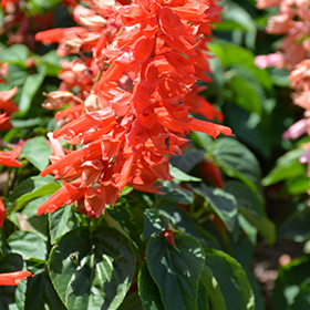Plant Photo 8