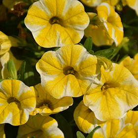 Plant Photo 4