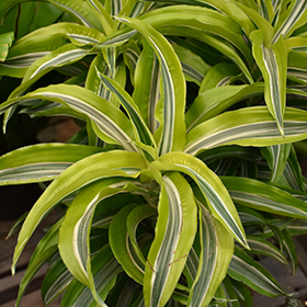Plant Photo 10