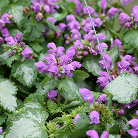 Plant Photo 2