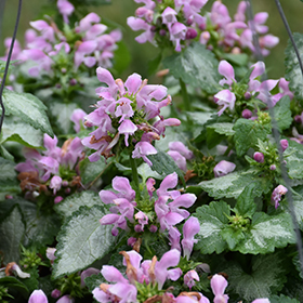 Plant Photo 1