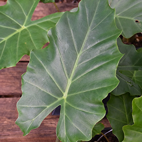Plant Photo 2