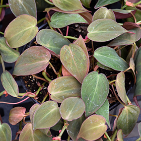 Plant Photo 5