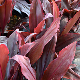 Plant Photo 4