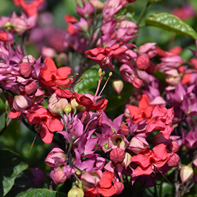 Plant Photo 5