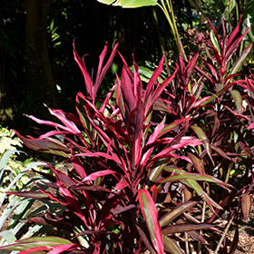 Plant Photo 8