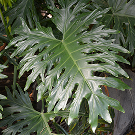 Plant Photo 5