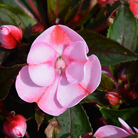 Plant Photo 7