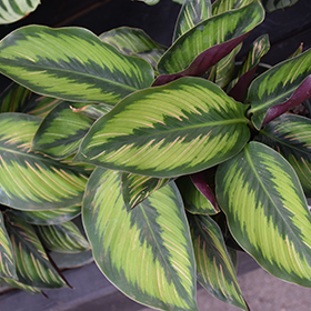 Plant Photo 2