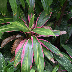 Plant Photo 7
