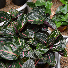 Plant Photo 3