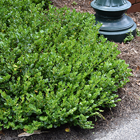 Plant Photo 6