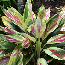Plant Photo 6
