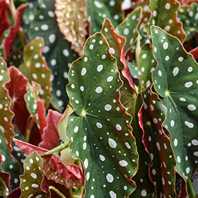 Plant Photo 1
