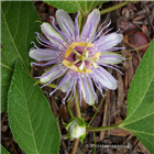 Plant Photo 1